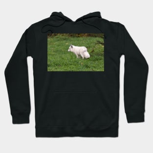 Arctic Fox Hoodie